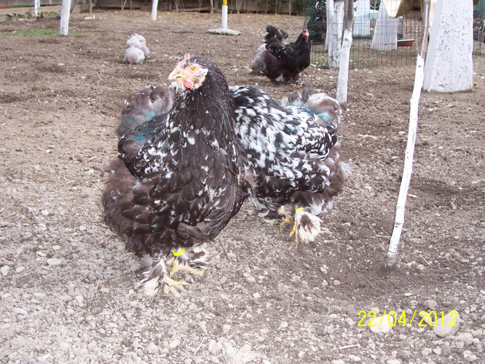 100_4209 - Cochinchina urias bobat