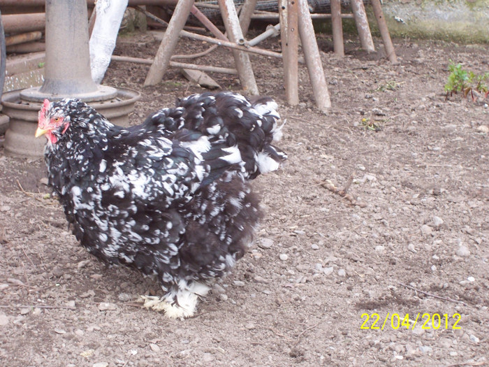 100_4210 - Cochinchina urias bobat