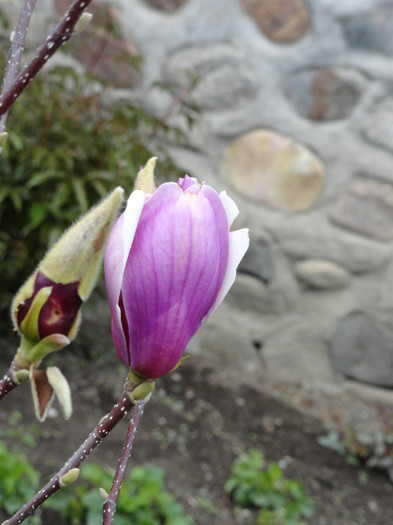 magnolie - primavara in gradina