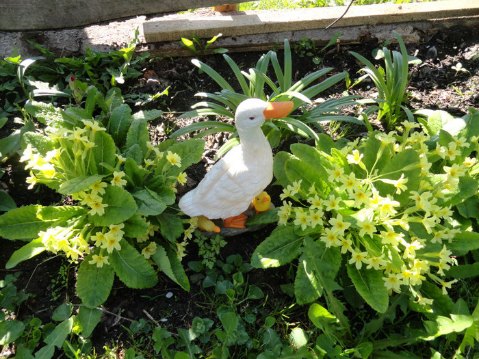 ratusca cea frumoasa