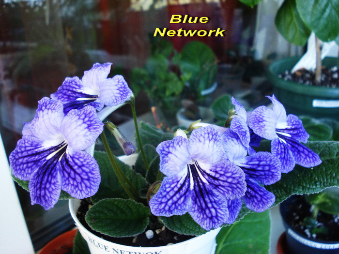 Blue Network (22-04-2012) - Streptocarpusi 2012