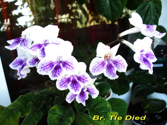Br. Tie Died (22-04-2012) - Streptocarpusi 2012