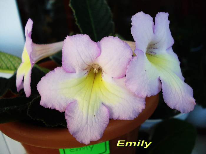 Emily (22-04-2012) - Streptocarpusi 2012
