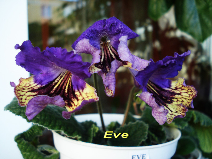 Eve (22-04-2012) - Streptocarpusi 2012