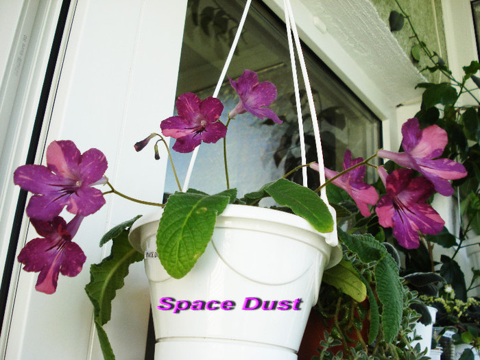 Space Dust (22-04-2012) - Streptocarpusi 2012