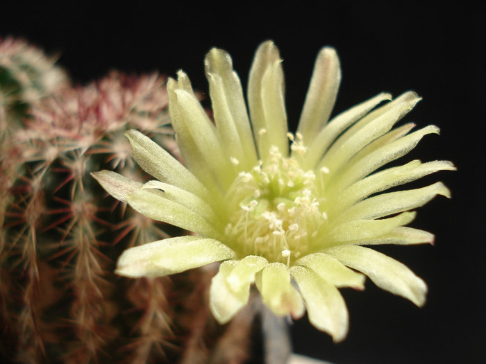 DSC09146 - Cactusi 2011