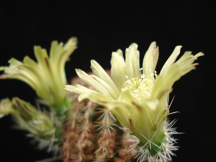 DSC09150 - Cactusi 2011