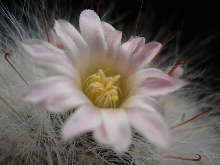 DSC09155 - Cactusi 2011