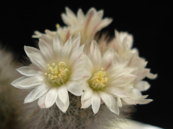 DSC09159 - Cactusi 2011