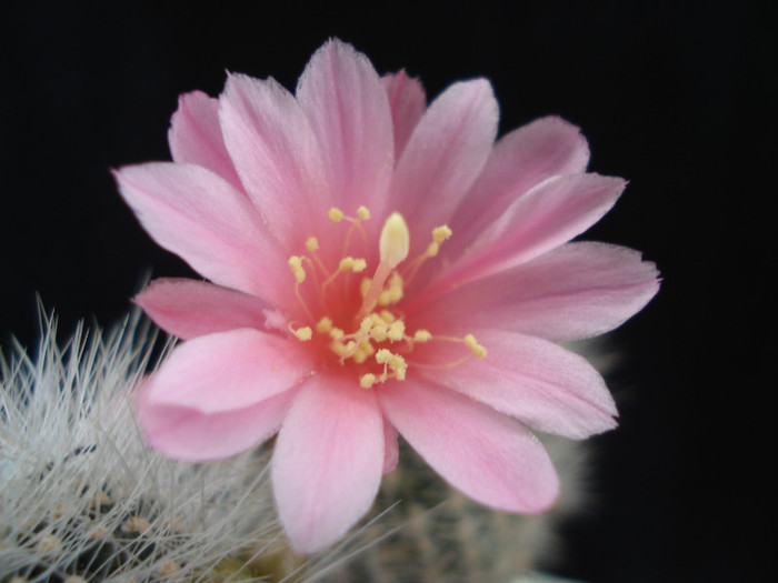 DSC09171 - Cactusi 2011