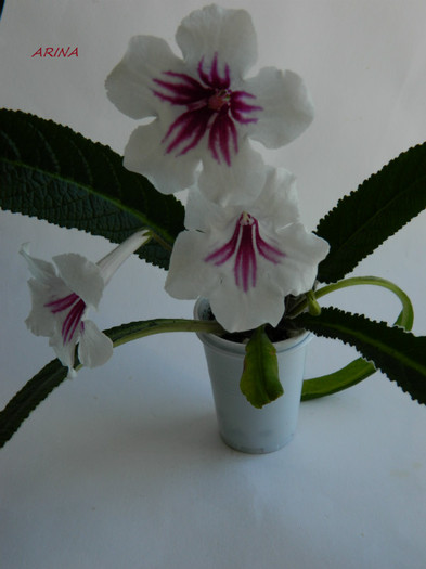 DSCN8190 - alte gesneriaceae 2012