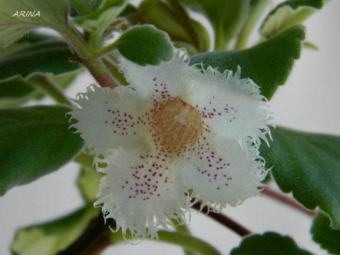 DSCN8203 - alte gesneriaceae 2012