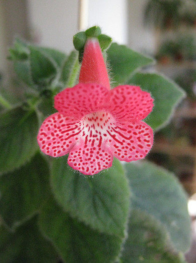 Sunshine 2, multumesc, Monica - 2012 Kohleria