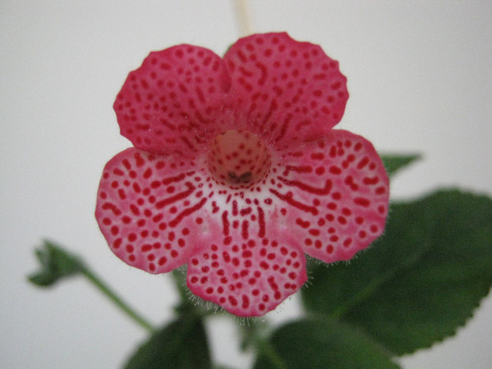 Sunshine 4 - 2012 Kohleria