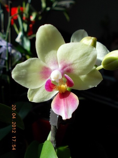 DSCN0516_mini Ioana cu multumiri foarte parfumata - Orhidee 2012