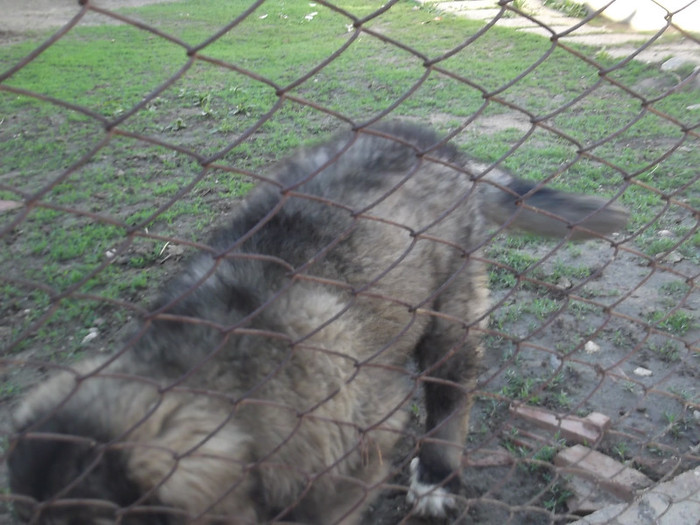 DSCF2766 - PAZNICI PORUMBARIEI