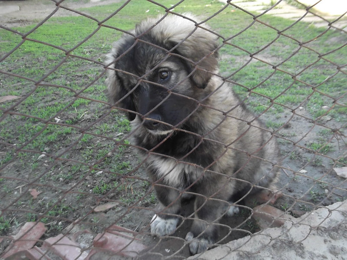 DSCF2770 - PAZNICI PORUMBARIEI