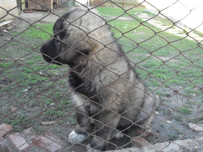 DSCF2771 - PAZNICI PORUMBARIEI