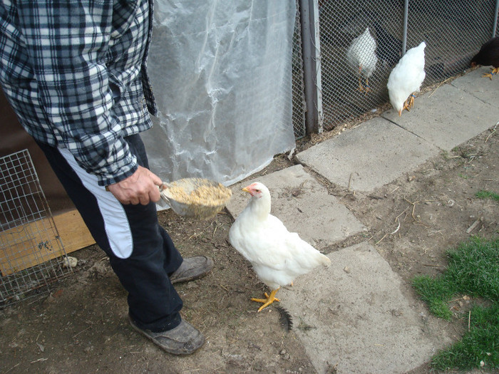 DSC02058 - Aprilie Plymouth Alb Rhode Island Red si Marans tineret 2012