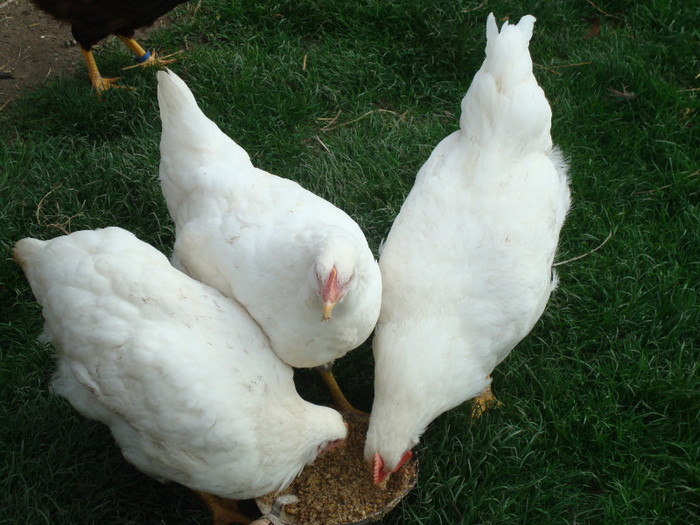 DSC02060 - Aprilie Plymouth Alb Rhode Island Red si Marans tineret 2012