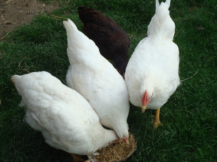 DSC02061 - Aprilie Plymouth Alb Rhode Island Red si Marans tineret 2012