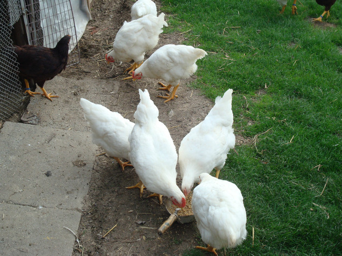 DSC02062 - Aprilie Plymouth Alb Rhode Island Red si Marans tineret 2012