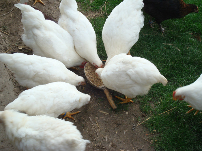 DSC02064 - Aprilie Plymouth Alb Rhode Island Red si Marans tineret 2012