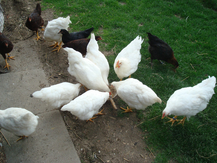 DSC02065 - Aprilie Plymouth Alb Rhode Island Red si Marans tineret 2012