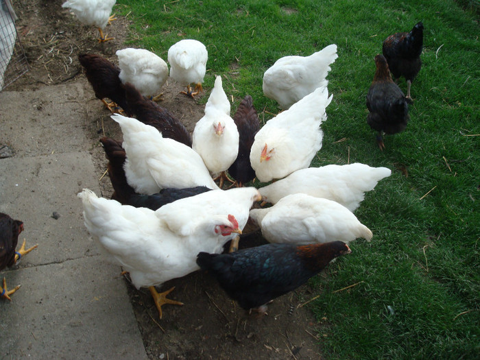 DSC02068 - Aprilie Plymouth Alb Rhode Island Red si Marans tineret 2012