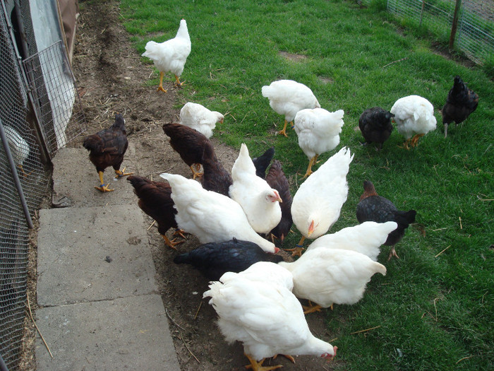 DSC02070 - Aprilie Plymouth Alb Rhode Island Red si Marans tineret 2012