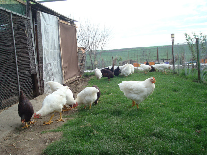 DSC02073 - Aprilie Plymouth Alb Rhode Island Red si Marans tineret 2012