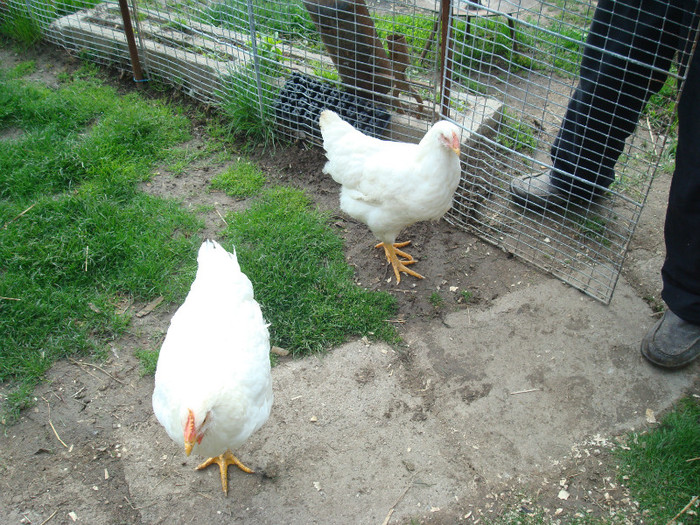 DSC02075 - Aprilie Plymouth Alb Rhode Island Red si Marans tineret 2012