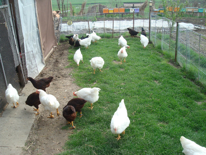 DSC02077 - Aprilie Plymouth Alb Rhode Island Red si Marans tineret 2012