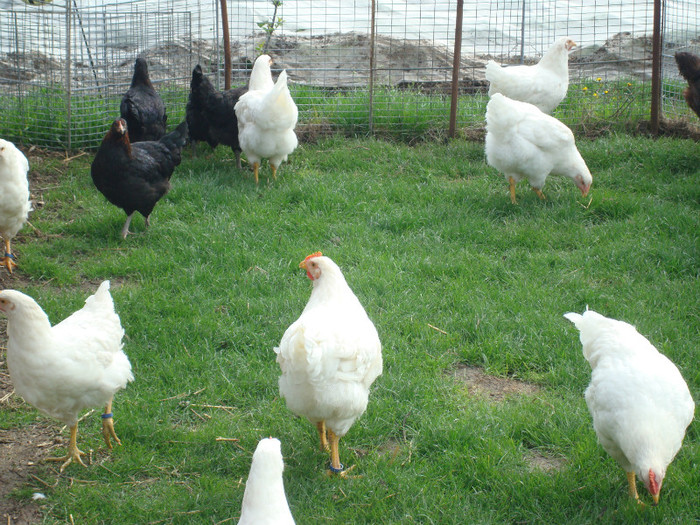 DSC02078 - Aprilie Plymouth Alb Rhode Island Red si Marans tineret 2012