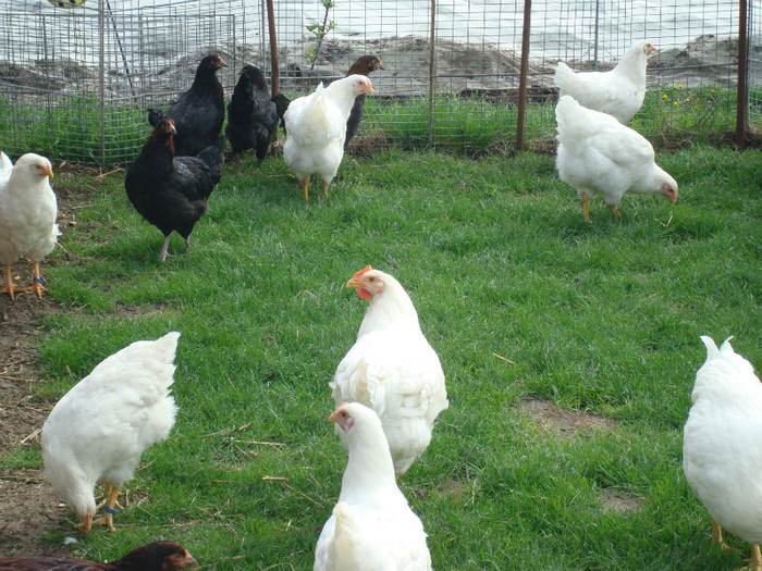 DSC02079 - Aprilie Plymouth Alb Rhode Island Red si Marans tineret 2012