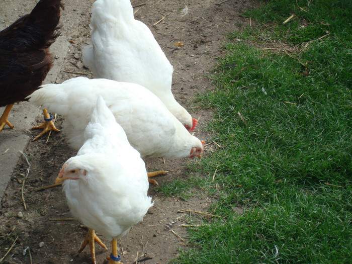 DSC02080 - Aprilie Plymouth Alb Rhode Island Red si Marans tineret 2012