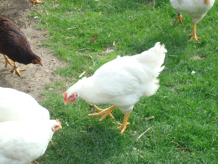 DSC02081 - Aprilie Plymouth Alb Rhode Island Red si Marans tineret 2012