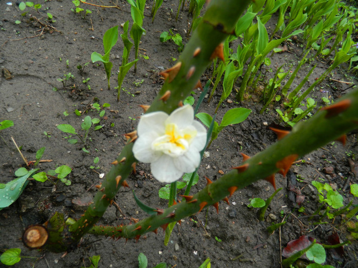 DSCN3019