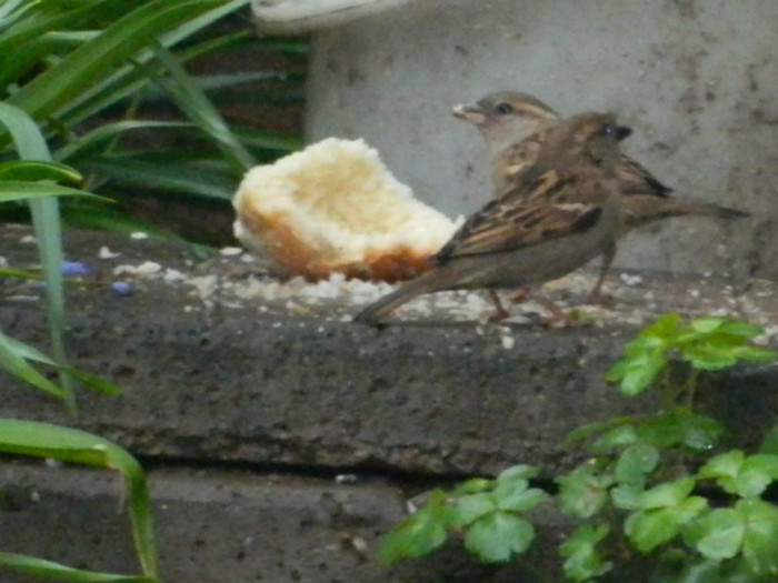 DSCN3027