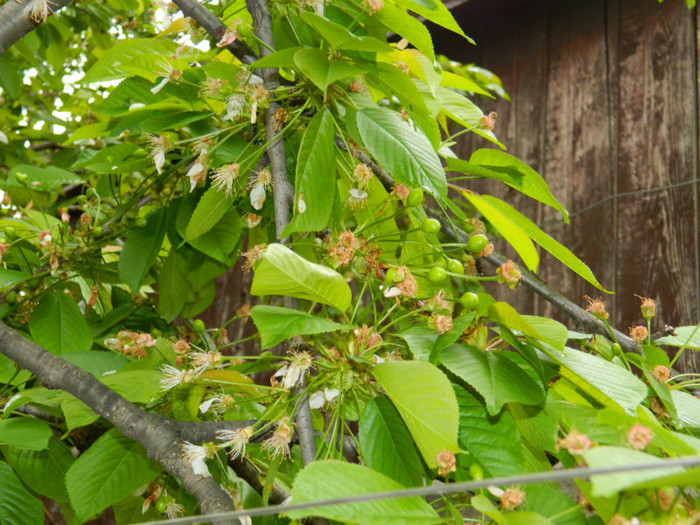 DSCN3072
