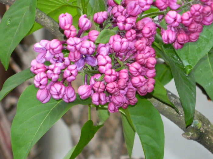DSCN3075
