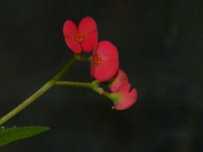 DSCN3093