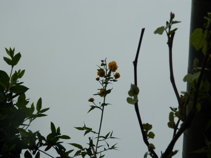 DSCN3103