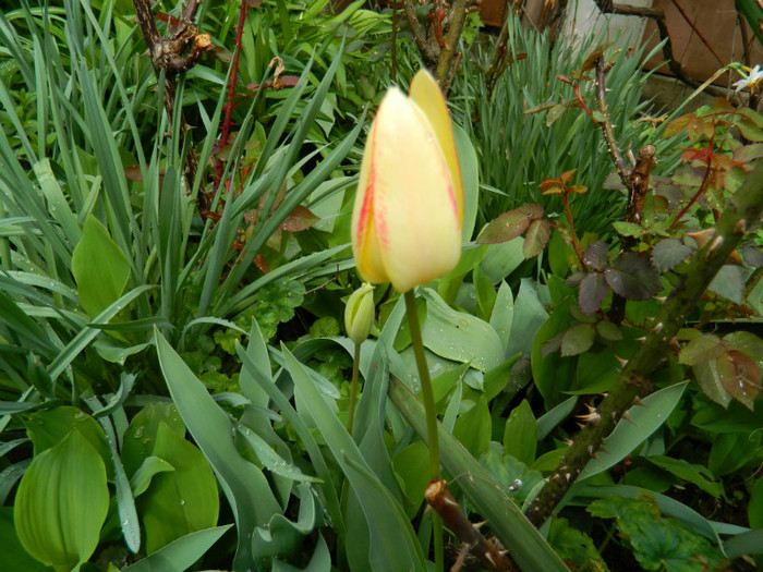 DSCN3132