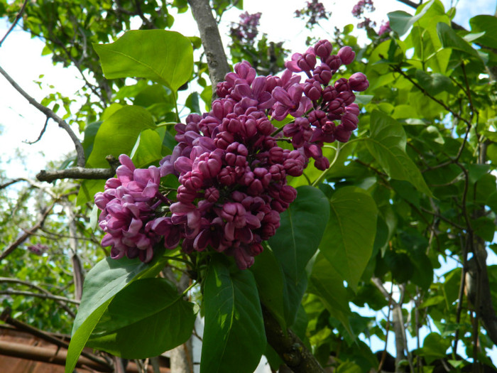 DSCN3427