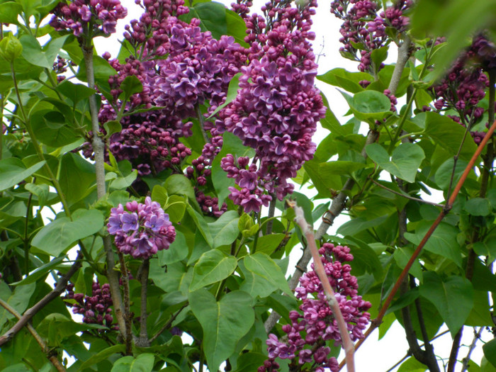DSCN3480
