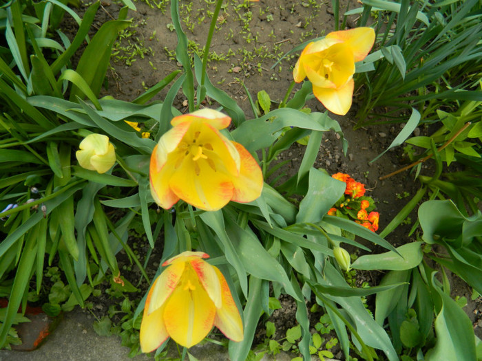 DSCN3487