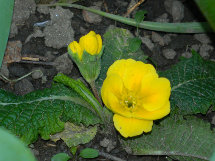 DSCN3499 - Aprilie 2012 Albumul 2