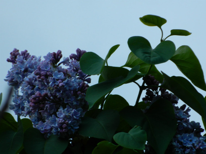 DSCN3503