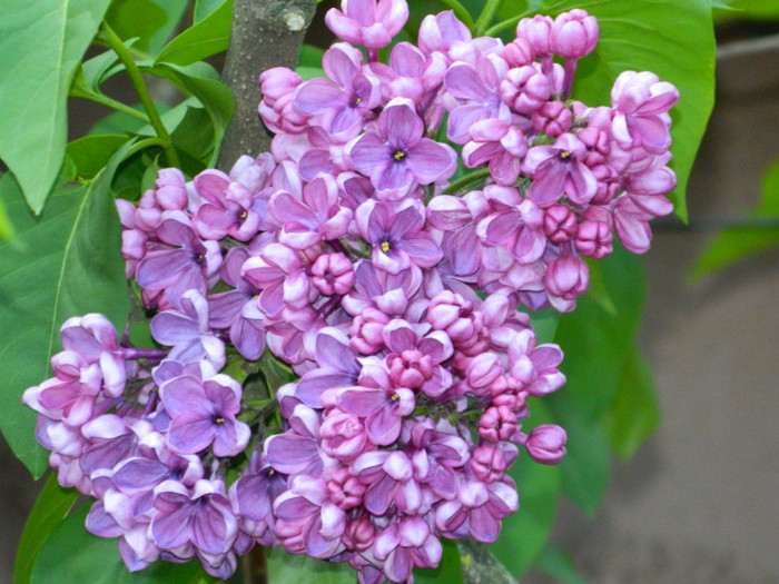 DSCN3512